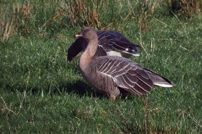 Pink-footed Geese, Drymen, Clyde