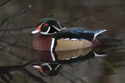 Wood Duck, Banton Loch, Kilsyth, Clyde