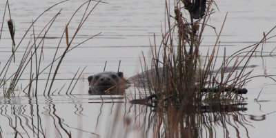 Otter, Net Bay-Loch Lomond