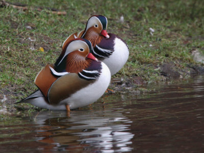 Mandarin Duck, Balloch, Clyde