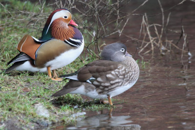 Mandarin Duck, Balloch, Clyde