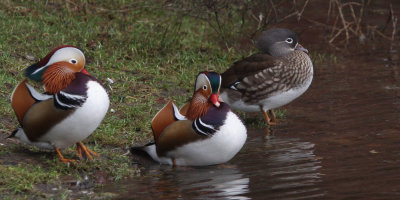 Mandarin Duck, Balloch, Clyde