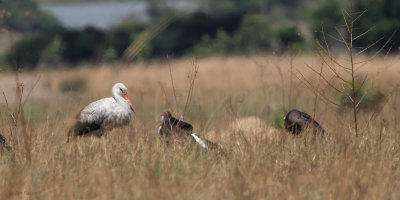 White Stork and Abdims Storks
