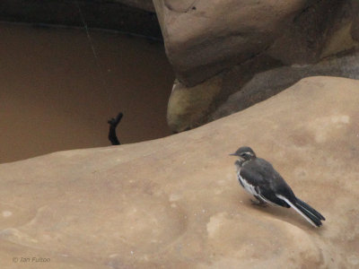 African Pied Wagtail