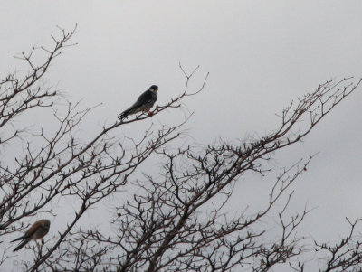 Amur Falcon