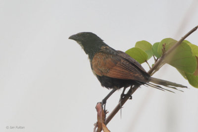 Black Coucal