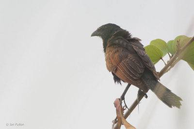 Black Coucal