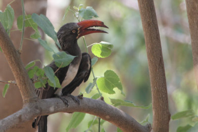 Crowned Hornbill