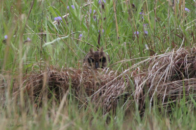 Grass Owl