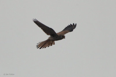 Lesser Kestrel