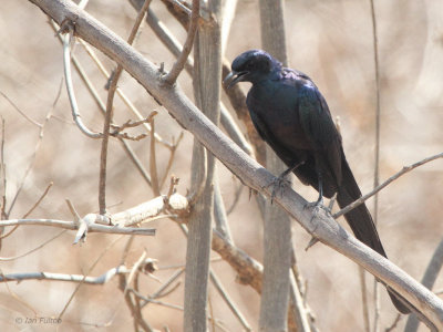 Meve's Longtailed Starling
