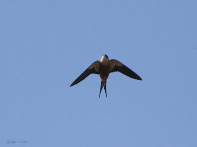 Mosque Swallow