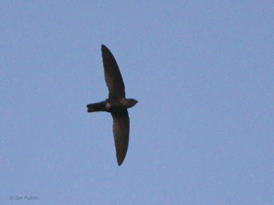 Mottled Spinetail