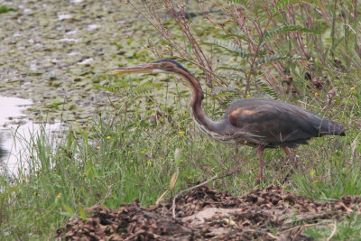 Purple Heron