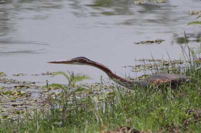 Purple Heron