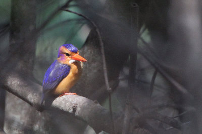 Pygmy Kingfisher