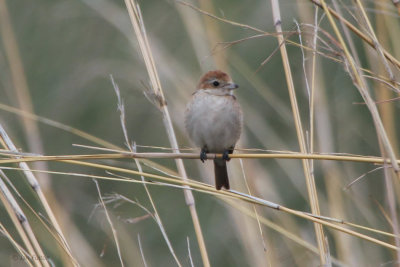 Red-backed Shrike