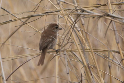 Red-backed Shrike