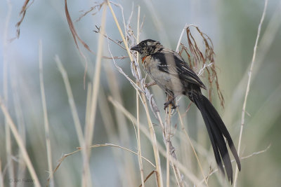 Red-collared Widowbird