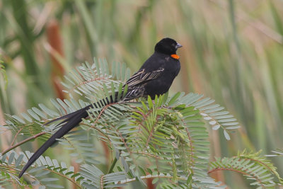 Red-collared Widowbird