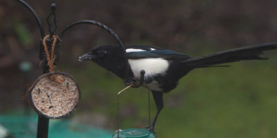 Magpie, Baillieston, Glasgow