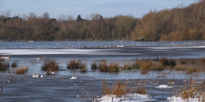 Baron's Haugh flooded and partly frozen