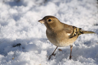 Chaffinch, RSPB Baron's Haugh, Clyde