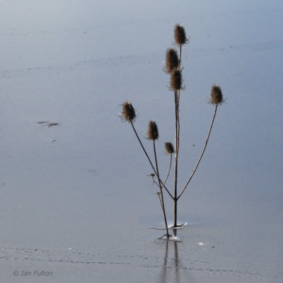 Teasel plant in the ice, RSPB Baron's Haugh