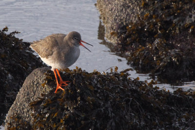 Redshank, Cardwell Bay-Gourock, Clyde