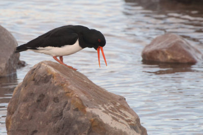 Oystercatcher, Cardwell Bay-Gourock, Clyde