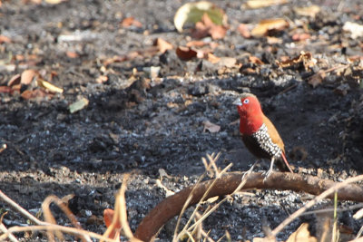 Red-throated Twinspot