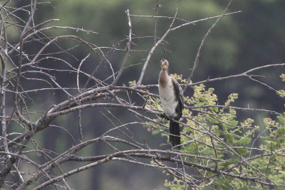 Reed Cormorant