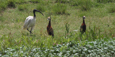 Sacred Ibis