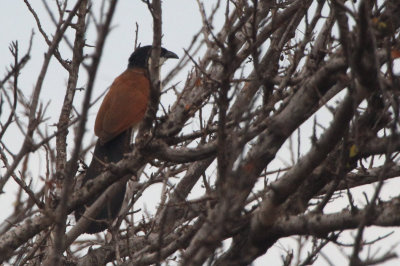 Senegal Coucal