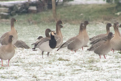 Barnacle Goose and Pink-footed Geese, Croftamie, Clyde