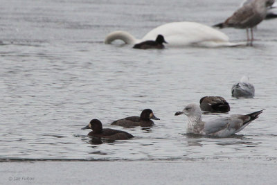 Scaup, Hogganfield Loch, Glasgow