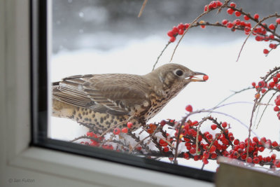Mistle Thrush, Baillieston, Glasgow