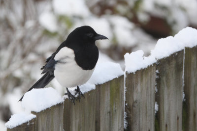 Magpie, Baillieston, Glasgow