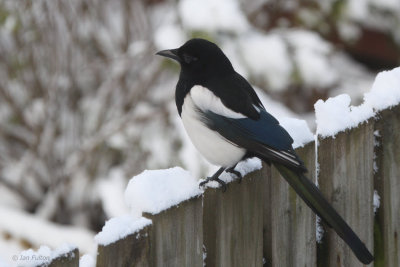 Magpie, Baillieston, Glasgow