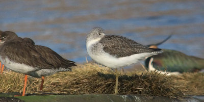 Greenshank, Erskine Harbour, Clyde