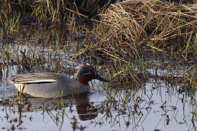 Teal, Baron's Haugh RSPB, Clyde