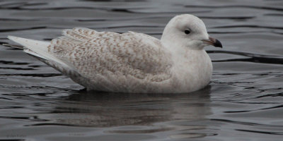 Iceland Gull, Loch Lomond, Clyde