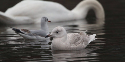 Iceland Gull, Loch Lomond, Clyde