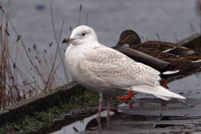 Iceland Gull, River Leven at Balloch, Clyde