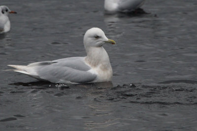 Adult Iceland Gull, Loch Lomond, Clyde