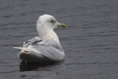 Adult Iceland Gull, Loch Lomond, Clyde