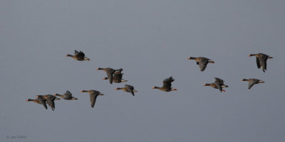 Greenland White-fronted Geese, RSPB Loch Lomond, Clyde