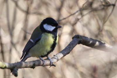 Great Tit, RSPB Baron's Haugh, CLyde