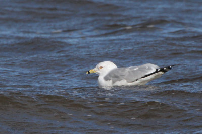 Ring-billed Gull. Strathclyde Loch, Clyde