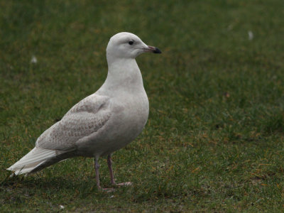 Iceland Gull, River Leven at Balloch, Clyde